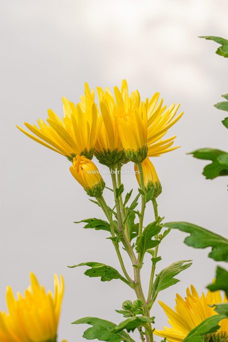 Arriate, Malaga, Andalucia