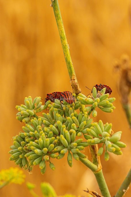 Arriate, Málaga, Andalucía, Naturaleza