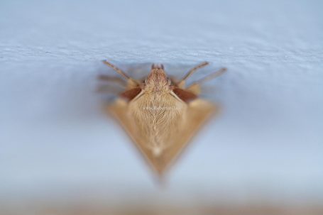 Arriate, Malaga, Andalucia