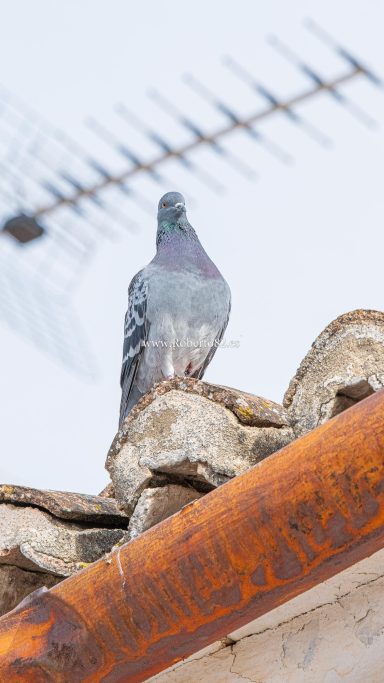 Ronda, Serrania de Ronda, Roberto82, Malaga