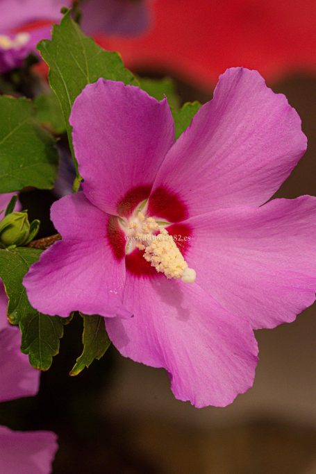 Ronda, Málaga, Andalucía, Naturaleza