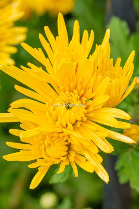 Arriate, Malaga, Andalucia