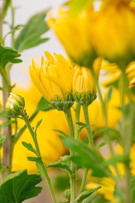 Arriate, Malaga, Andalucia