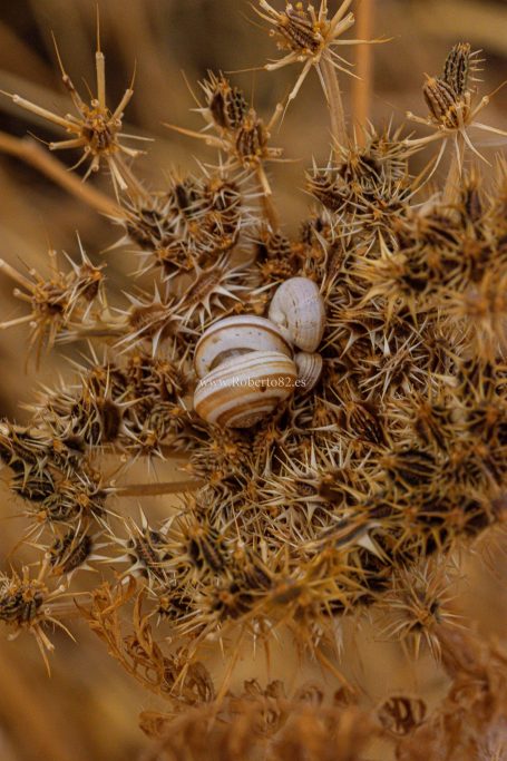 Ronda, Málaga, Andalucía, Naturaleza