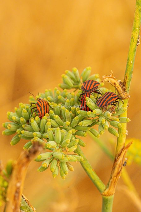 Arriate, Málaga, Andalucía, Naturaleza
