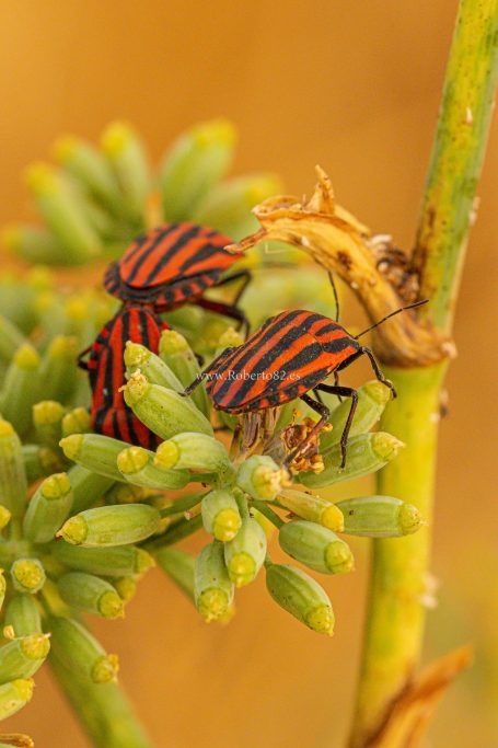 Arriate, Málaga, Andalucía, Naturaleza