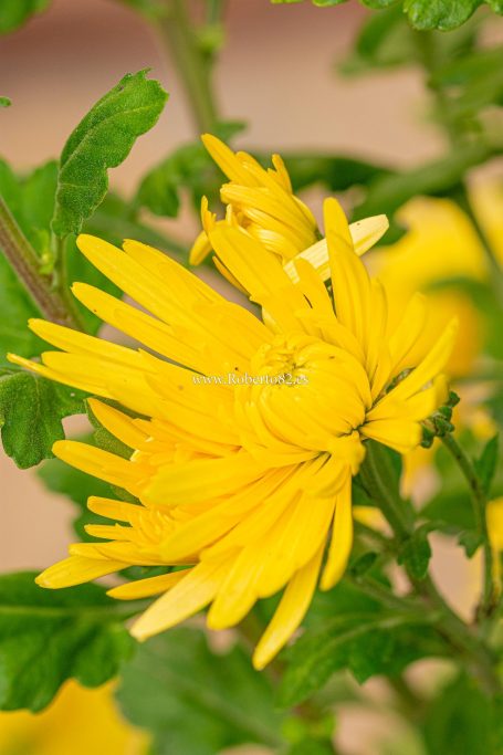 Arriate, Malaga, Andalucia