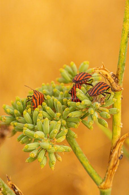 Arriate, Málaga, Andalucía, Naturaleza