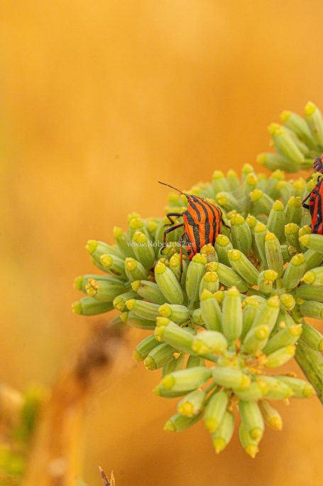Arriate, Málaga, Andalucía, Naturaleza