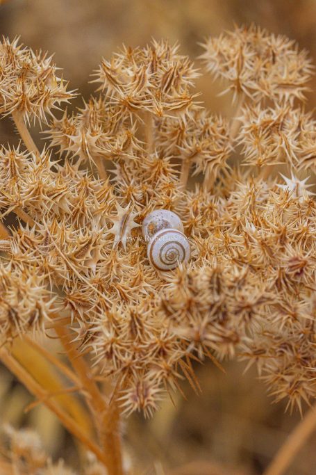 Ronda, Málaga, Andalucía, Naturaleza