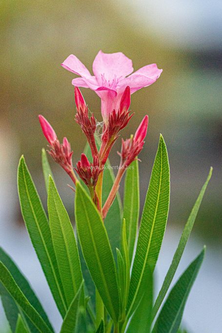 Ronda, Málaga, Andalucía, Naturaleza