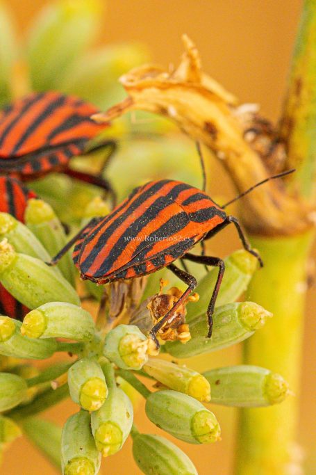 Arriate, Málaga, Andalucía, Naturaleza
