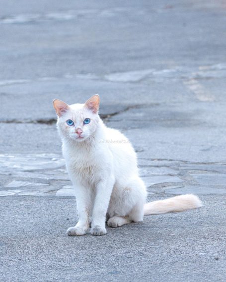 Arriate, Malaga, Andalucia