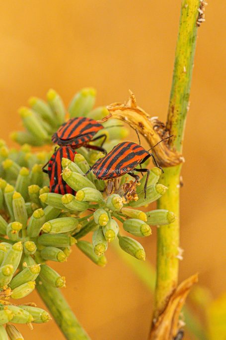 Arriate, Málaga, Andalucía, Naturaleza
