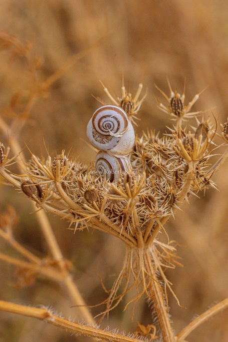 Ronda, Málaga, Andalucía, Naturaleza