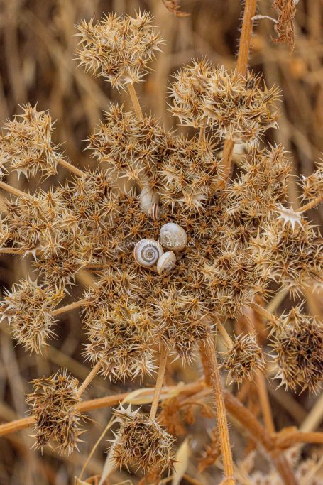 Ronda, Málaga, Andalucía, Naturaleza