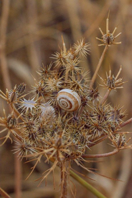 Ronda, Málaga, Andalucía, Naturaleza