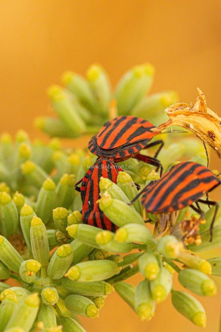 Arriate, Málaga, Andalucía, Naturaleza