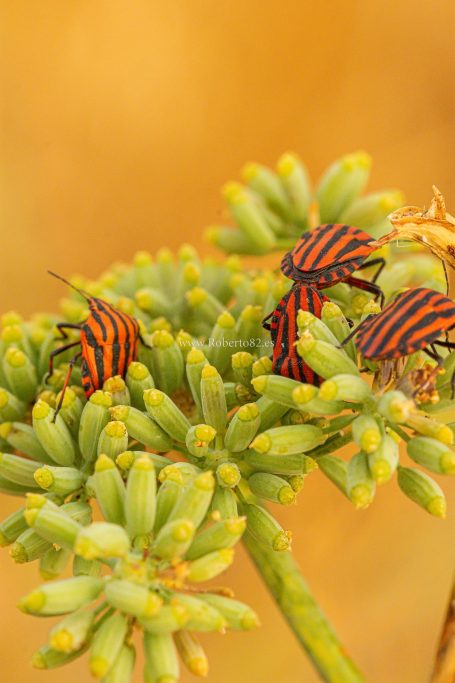 Arriate, Málaga, Andalucía, Naturaleza