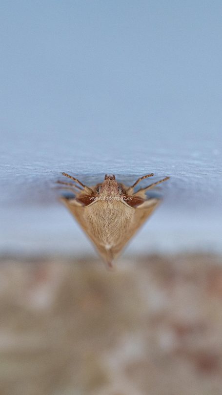 Arriate, Malaga, Andalucia