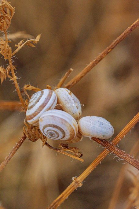 Ronda, Málaga, Andalucía, Naturaleza