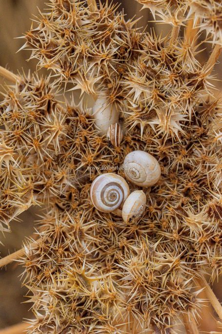 Ronda, Málaga, Andalucía, Naturaleza