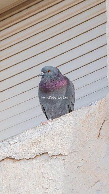 Ronda, Serrania de Ronda, Roberto82, Malaga