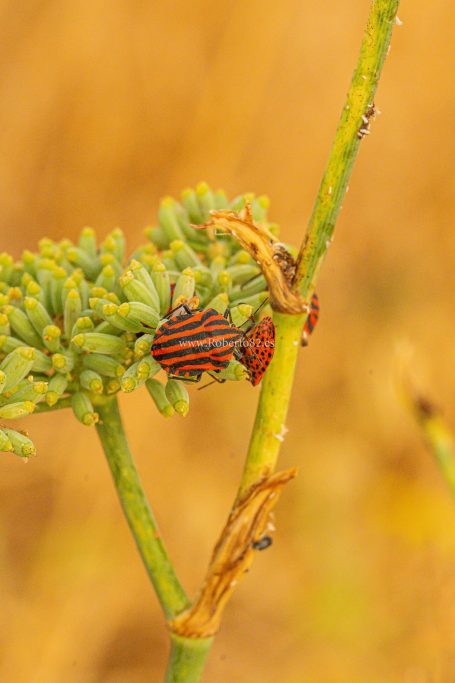Arriate, Málaga, Andalucía, Naturaleza