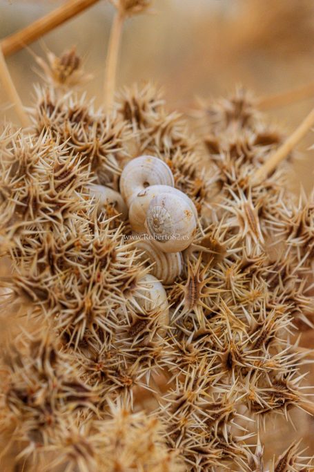 Ronda, Málaga, Andalucía, Naturaleza