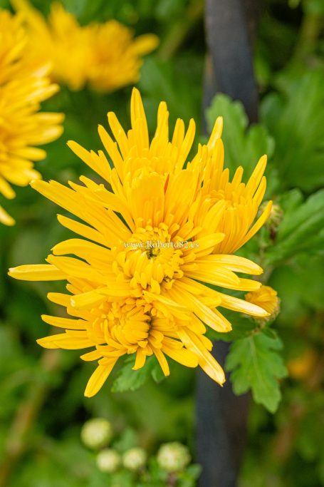 Arriate, Malaga, Andalucia