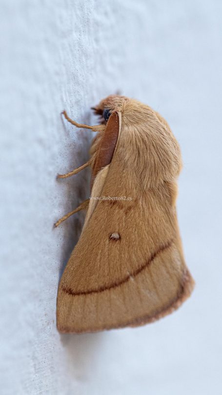 Arriate, Malaga, Andalucia