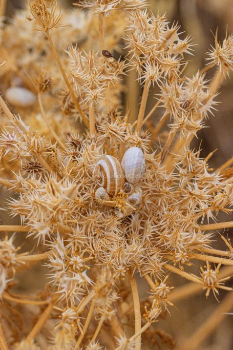 Arriate, Málaga, Andalucía, Naturaleza