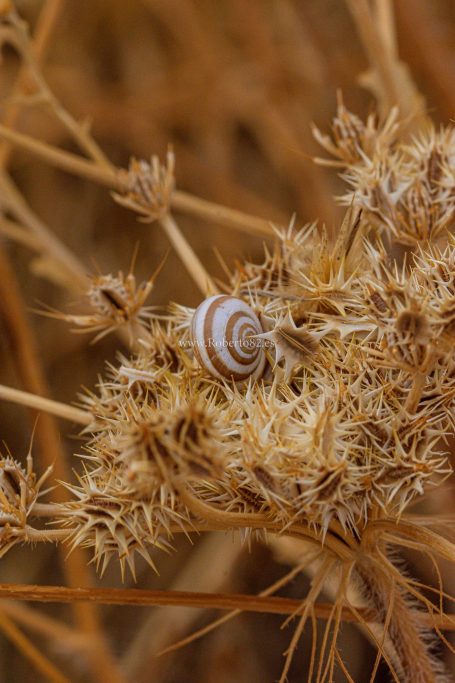 Ronda, Málaga, Andalucía, Naturaleza