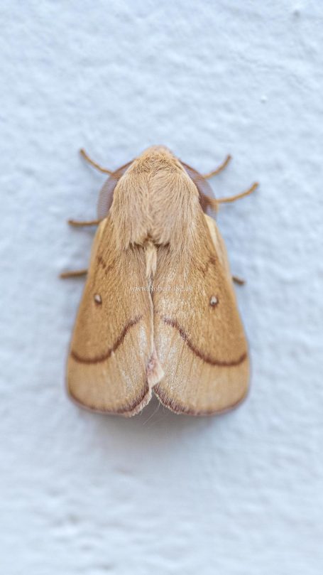 Arriate, Malaga, Andalucia